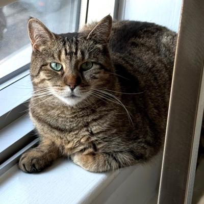 Salt Water Taffy the cat sitting on a windowsill